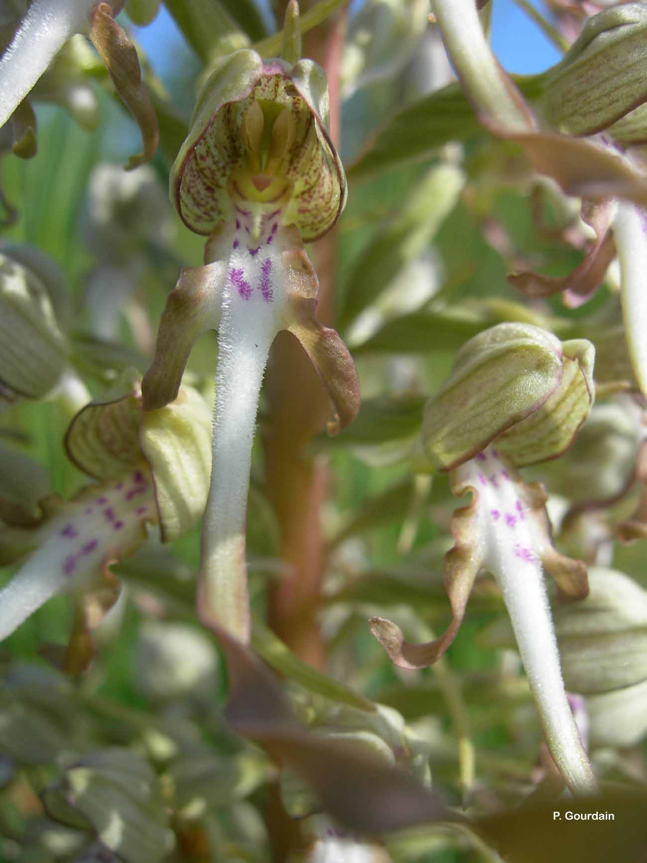 Orchis bouc, Himantoglosse à odeur de bouc © P. Gourdain