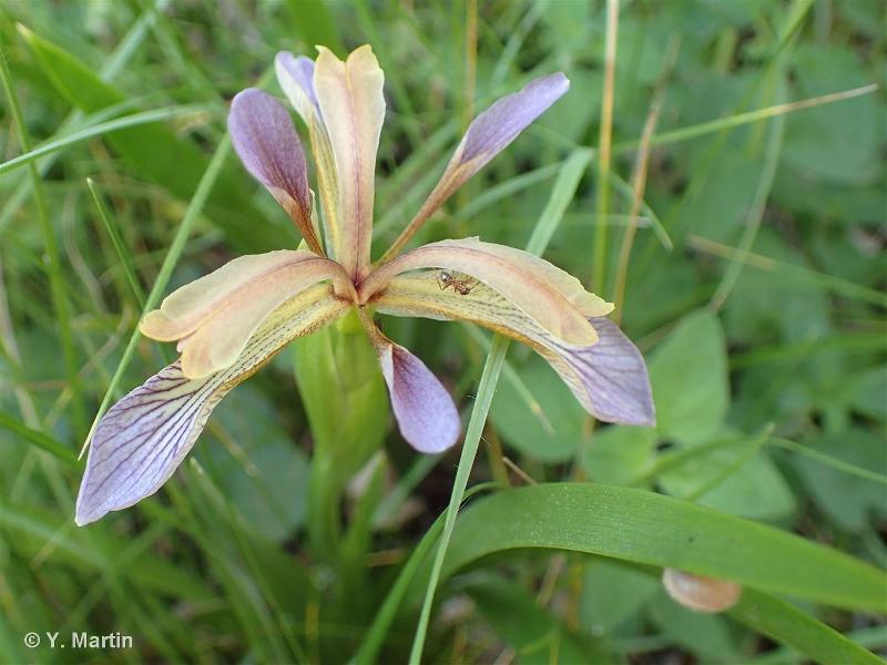 Iris fétide, Iris gigot, Glaïeul puant © 