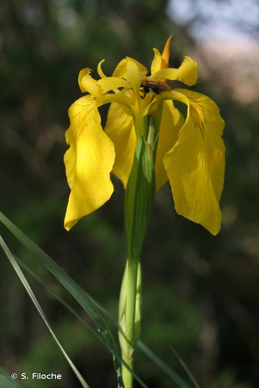 Iris faux acore, Iris des marais © S. Filoche