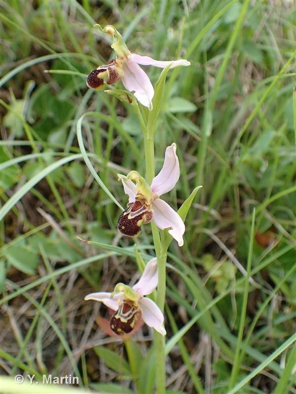 Ophrys abeille © 