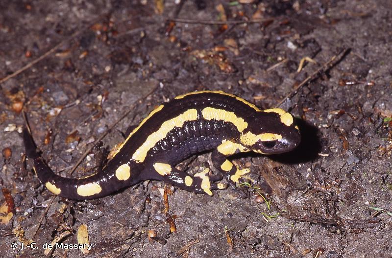 Salamandre tachetée terrestre (La) © J.-C. de Massary