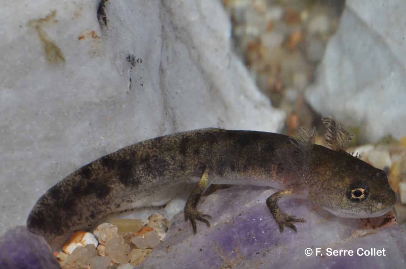 Salamandre tachetée (La) © F. Serre Collet
