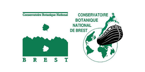Merle noir - Turdus merula  Biodiv'Pays de la Loire - Pays de la